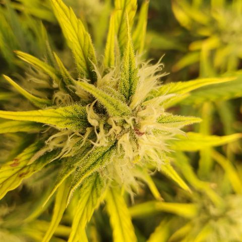 OverGrowth#ss1#xxl growlog timeline photo