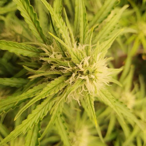 OverGrowth#ss1#xxl growlog timeline photo