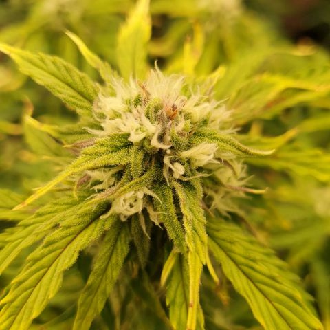 OverGrowth#ss1#xxl growlog timeline photo