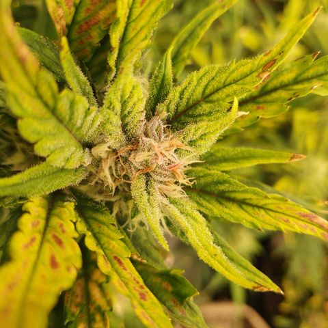 OverGrowth#ss1#xxl growlog timeline photo