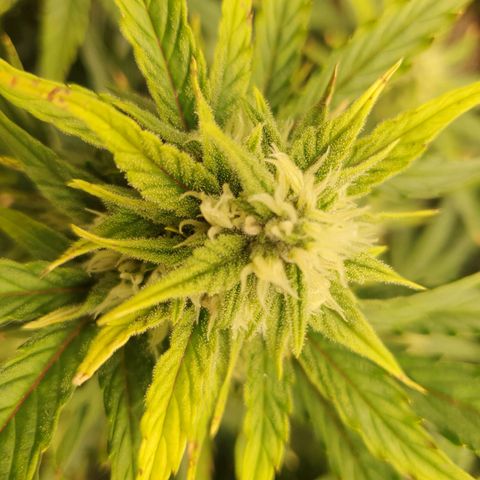 OverGrowth#ss1#xxl growlog timeline photo
