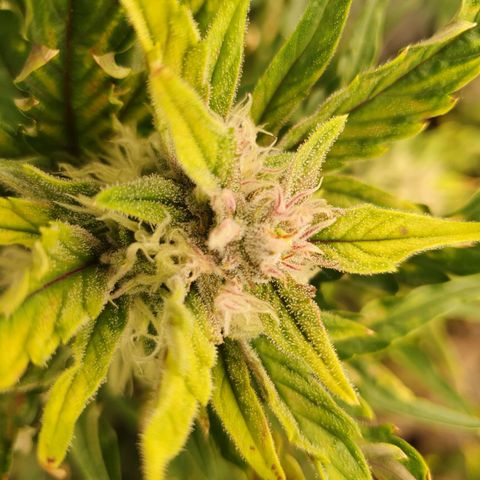 OverGrowth#ss1#xxl growlog timeline photo