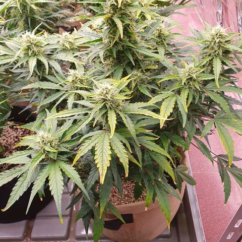 OverGrowth#ss1#xxl growlog timeline photo