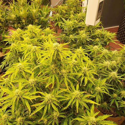 OverGrowth#ss1#xxl growlog timeline photo