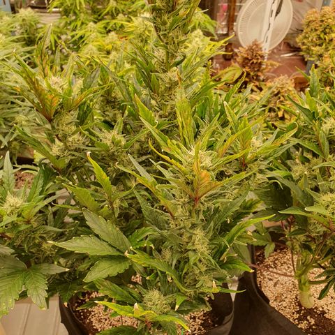 OverGrowth#ss1#xxl growlog timeline photo