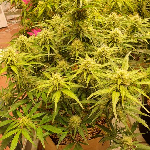 OverGrowth#ss1#xxl growlog timeline photo