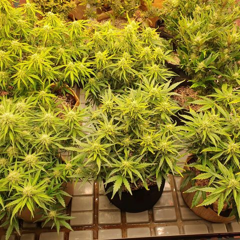 OverGrowth#ss1#xxl growlog timeline photo