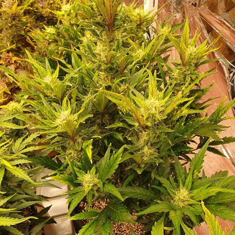 OverGrowth#ss1#xxl growlog timeline photo