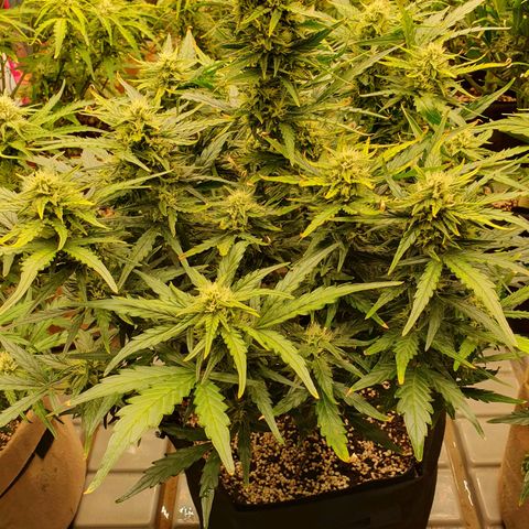 OverGrowth#ss1#xxl growlog timeline photo