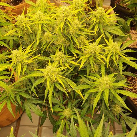 OverGrowth#ss1#xxl growlog timeline photo