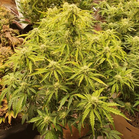 OverGrowth#ss1#xxl growlog timeline photo