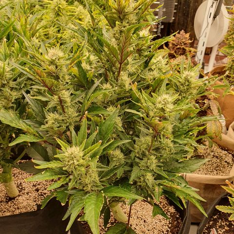 OverGrowth#ss1#xxl growlog timeline photo