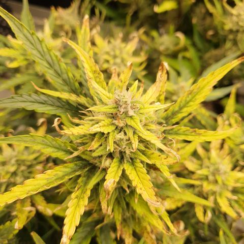 OverGrowth#ss1#xxl growlog timeline photo