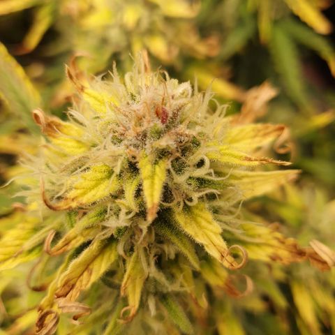 OverGrowth#ss1#xxl growlog timeline photo