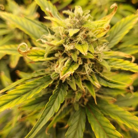 OverGrowth#ss1#xxl growlog timeline photo