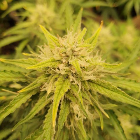 OverGrowth#ss1#xxl growlog timeline photo