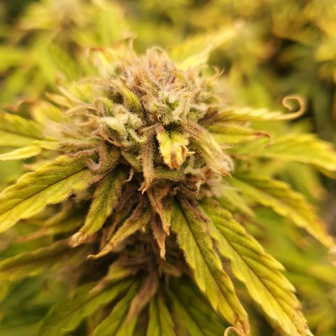 OverGrowth#ss1#xxl growlog timeline photo