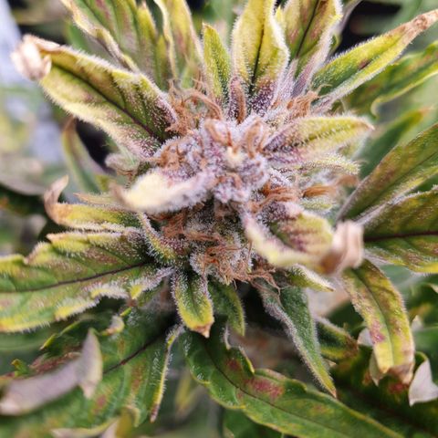 OverGrowth#ss1#xxl growlog timeline photo