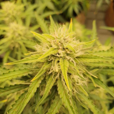 OverGrowth#ss1#xxl growlog timeline photo