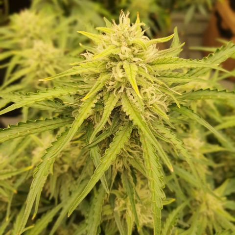 OverGrowth#ss1#xxl growlog timeline photo