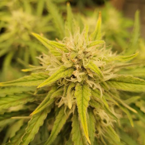 OverGrowth#ss1#xxl growlog timeline photo