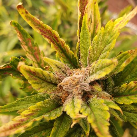 OverGrowth#ss1#xxl growlog timeline photo
