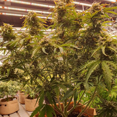 OverGrowth#ss1#xxl growlog timeline photo