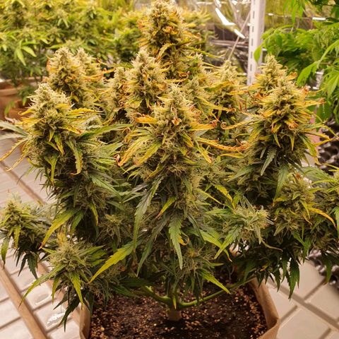 OverGrowth#ss1#xxl growlog timeline photo