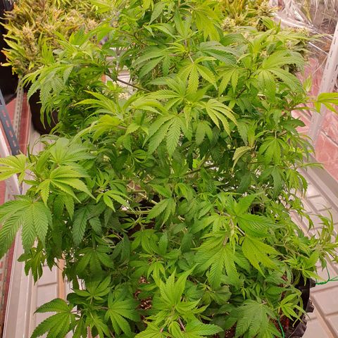 OverGrowth#ss1#xxl growlog timeline photo