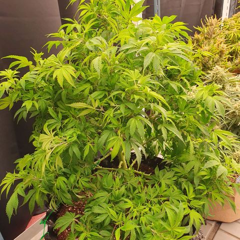 OverGrowth#ss1#xxl growlog timeline photo
