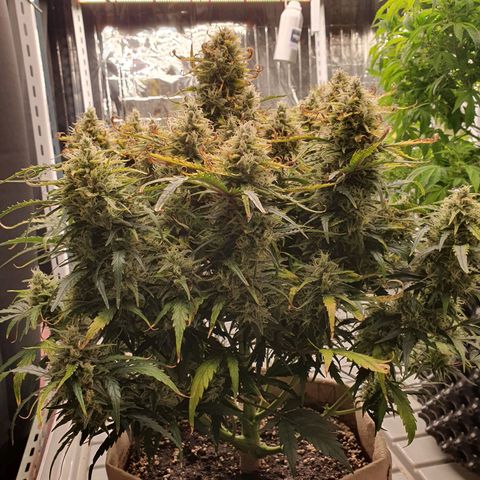 OverGrowth#ss1#xxl growlog timeline photo