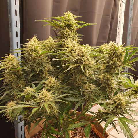 OverGrowth#ss1#xxl growlog photo: Water 4L
