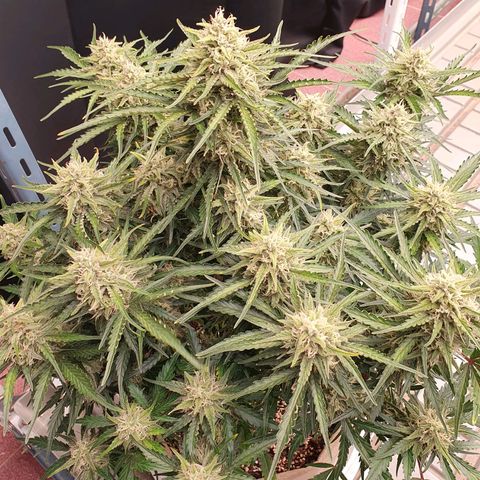 OverGrowth#ss1#xxl growlog photo: Water 4L