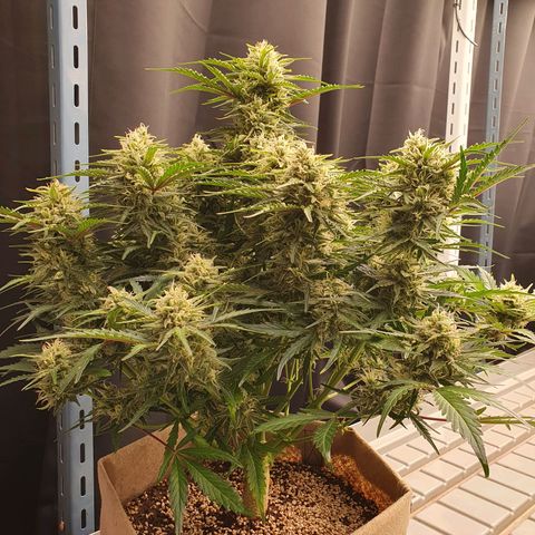 OverGrowth#ss1#xxl growlog photo: Water 4L