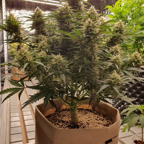 OverGrowth#ss1#xxl growlog photo: Water 4L
