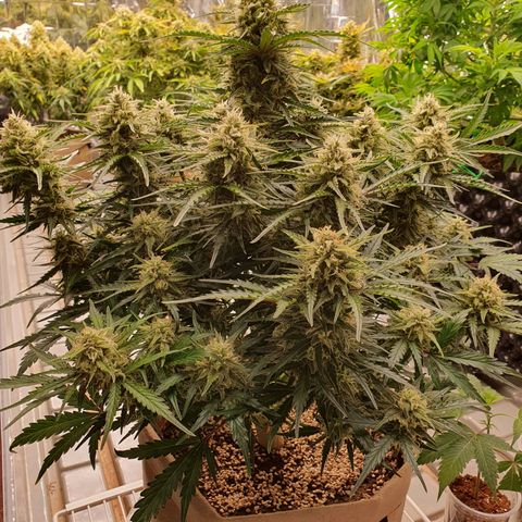 OverGrowth#ss1#xxl growlog photo: Water 4L