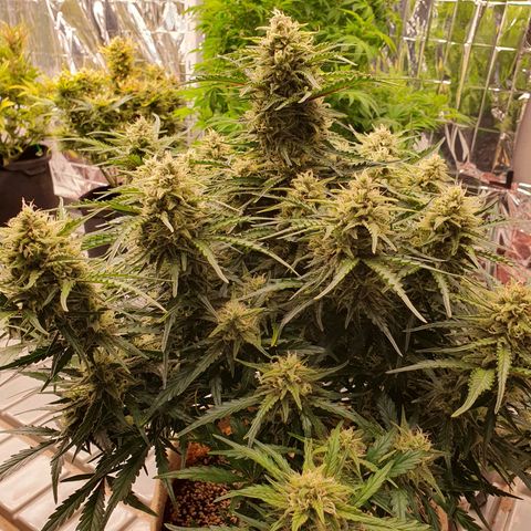 OverGrowth#ss1#xxl growlog photo: Water 4L