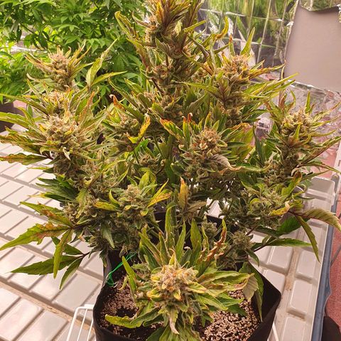 OverGrowth#ss1#xxl growlog photo: Nutrients