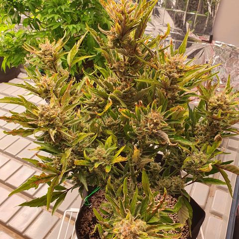 OverGrowth#ss1#xxl growlog photo: Nutrients
