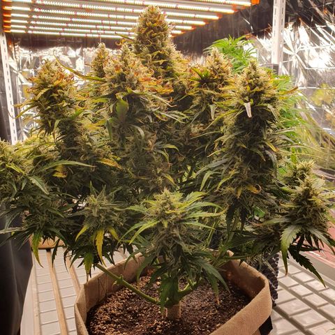 OverGrowth#ss1#xxl growlog timeline photo