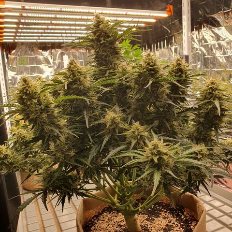 OverGrowth#ss1#xxl growlog timeline photo