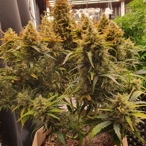OverGrowth#ss1#xxl growlog timeline photo