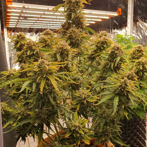 OverGrowth#ss1#xxl growlog timeline photo