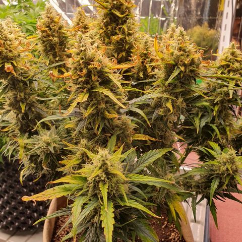 OverGrowth#ss1#xxl growlog timeline photo