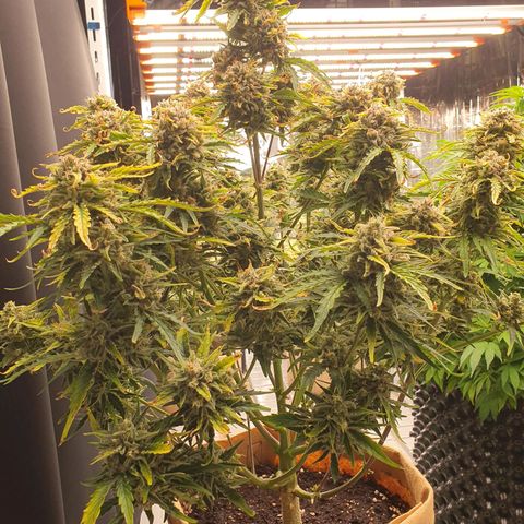 OverGrowth#ss1#xxl growlog timeline photo