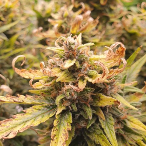 OverGrowth#ss1#xxl growlog timeline photo