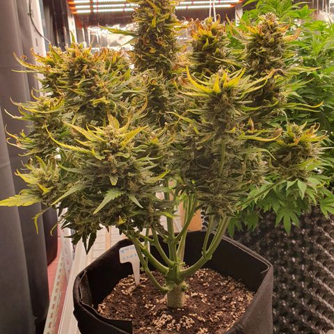 OverGrowth#ss1#xxl growlog timeline photo