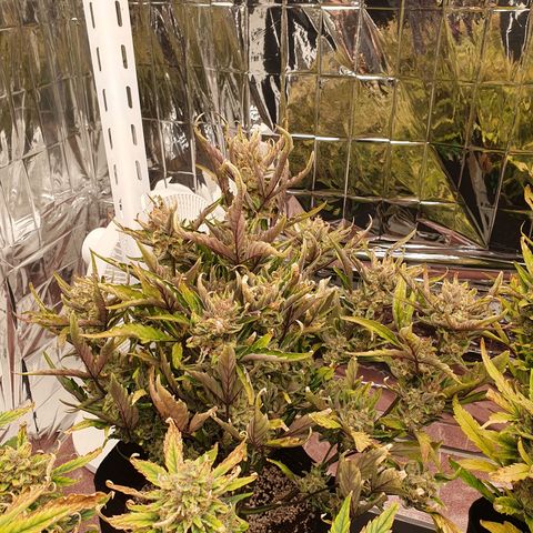 OverGrowth#ss1#xxl growlog timeline photo