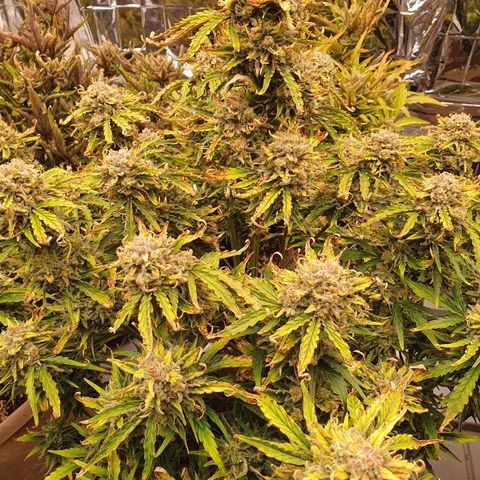 OverGrowth#ss1#xxl growlog timeline photo