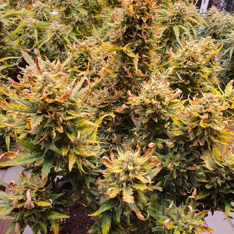OverGrowth#ss1#xxl growlog timeline photo